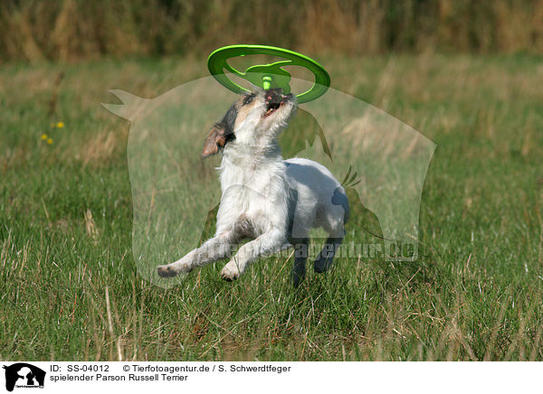 spielender Parson Russell Terrier / playing Parson Russell Terrier / SS-04012