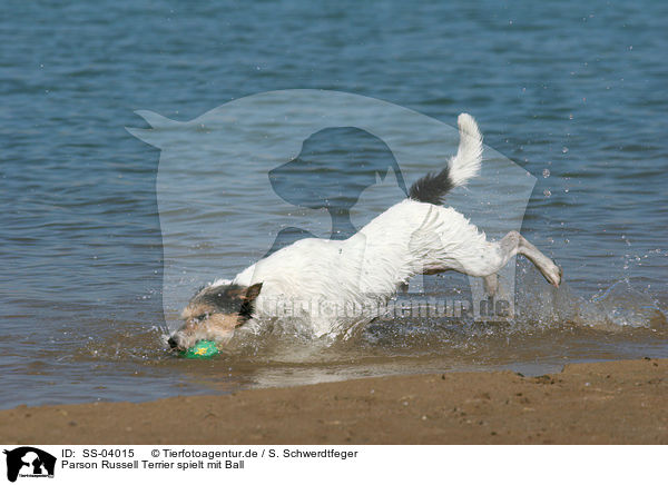 Parson Russell Terrier spielt mit Ball / playing Parson Russell Terrier / SS-04015