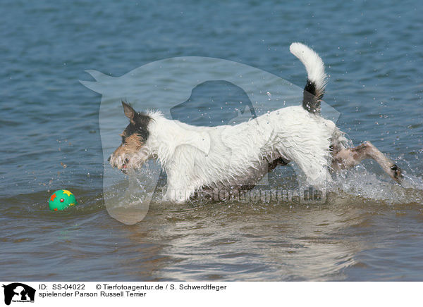 spielender Parson Russell Terrier / playing Parson Russell Terrier / SS-04022