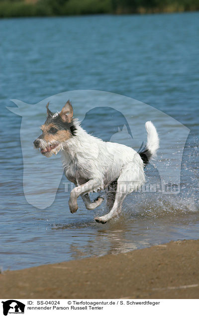 rennender Parson Russell Terrier / running Parson Russell Terrier / SS-04024