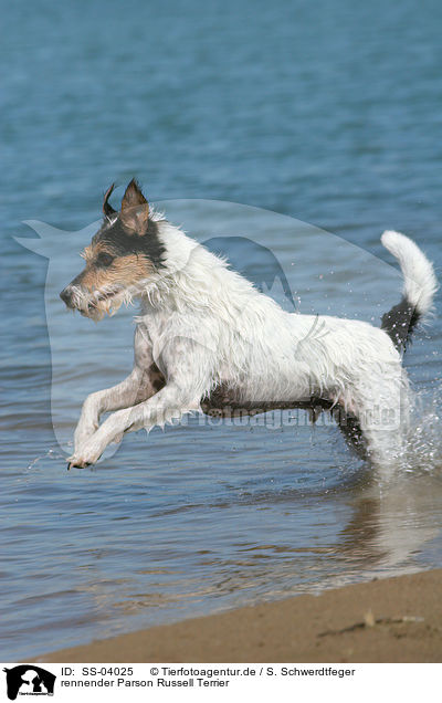 rennender Parson Russell Terrier / running Parson Russell Terrier / SS-04025