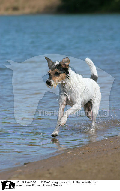 rennender Parson Russell Terrier / running Parson Russell Terrier / SS-04026