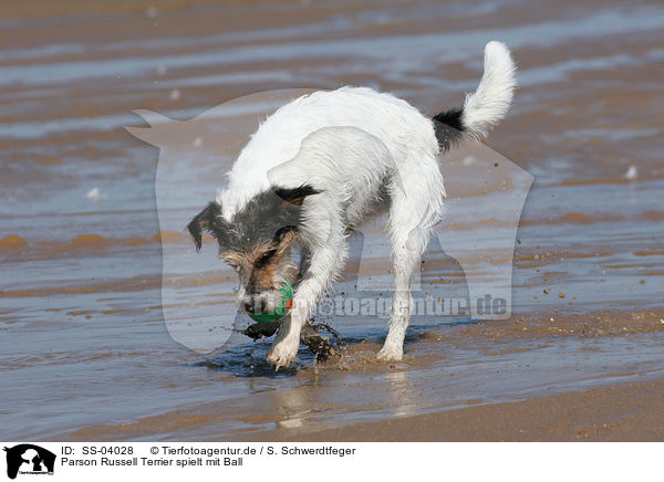 Parson Russell Terrier spielt mit Ball / playing Parson Russell Terrier / SS-04028