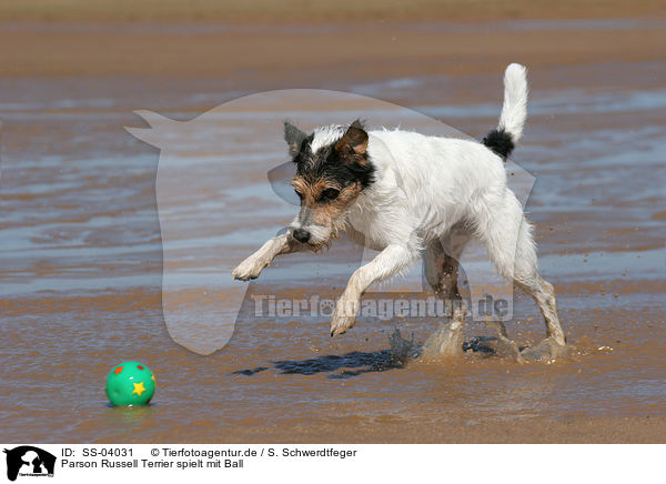 Parson Russell Terrier spielt mit Ball / playing Parson Russell Terrier / SS-04031