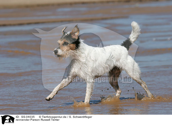 rennender Parson Russell Terrier / running Parson Russell Terrier / SS-04035