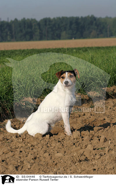 sitzender Parson Russell Terrier / sitting Parson Russell Terrier / SS-04446