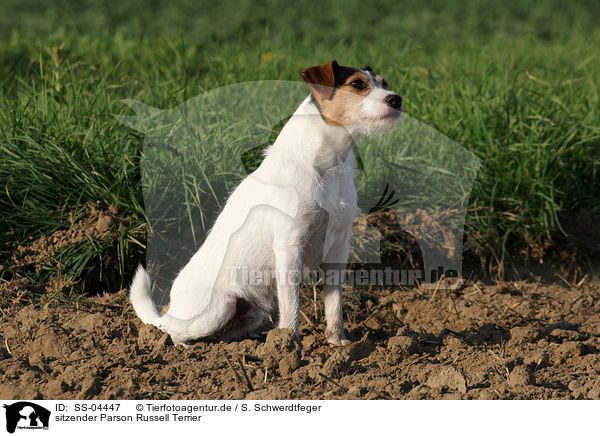 sitzender Parson Russell Terrier / SS-04447