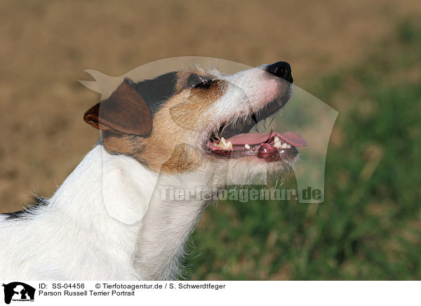Parson Russell Terrier Portrait / Parson Russell Terrier Portrait / SS-04456