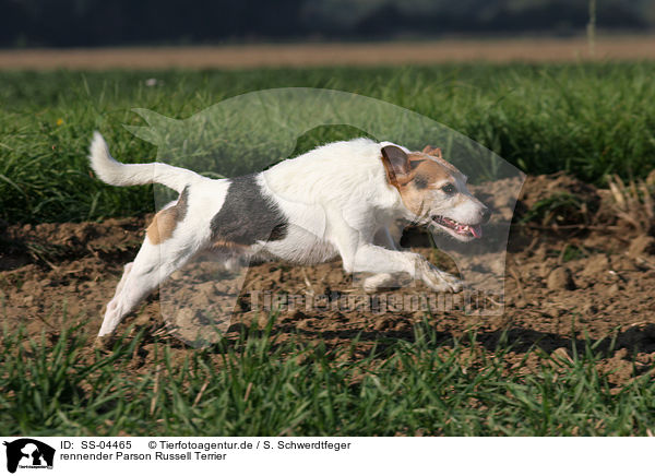 rennender Parson Russell Terrier / running Parson Russell Terrier / SS-04465