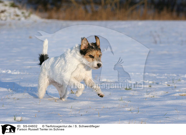 Parson Russell Terrier im Schnee / Parson Russell Terrier in the snow / SS-04602