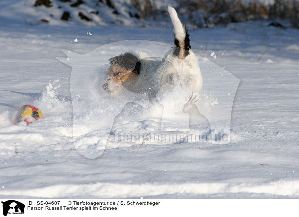 Parson Russell Terrier spielt im Schnee / Parson Russell Terrier plays in the snow / SS-04607