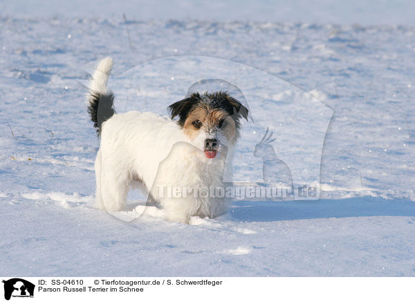 Parson Russell Terrier im Schnee / Parson Russell Terrier in the snow / SS-04610