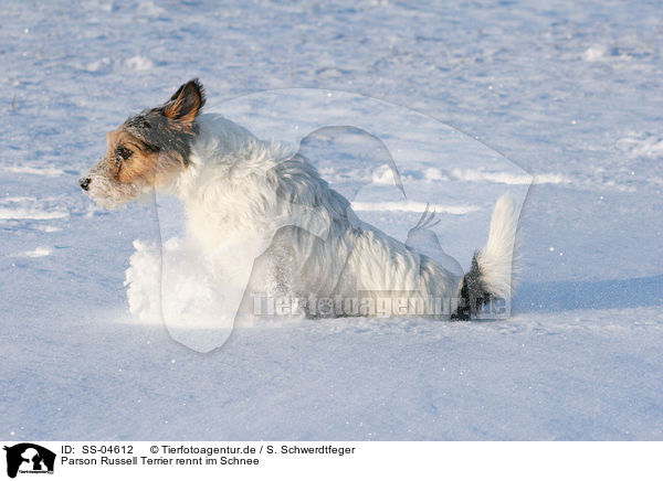 Parson Russell Terrier rennt im Schnee / Parson Russell Terrier runs in the snow / SS-04612
