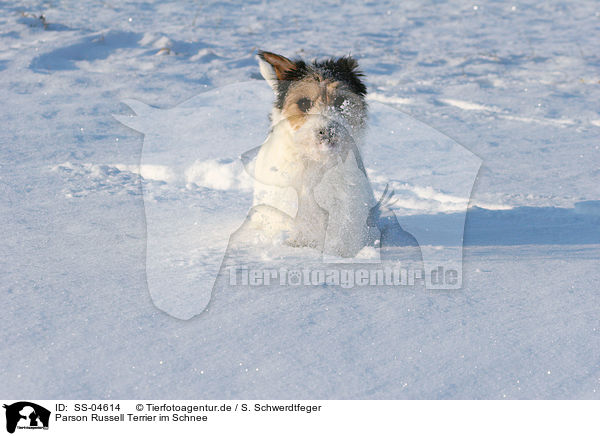 Parson Russell Terrier im Schnee / Parson Russell Terrier in the snow / SS-04614