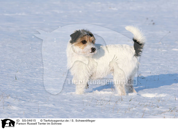 Parson Russell Terrier im Schnee / Parson Russell Terrier in the snow / SS-04615