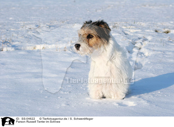 Parson Russell Terrier im Schnee / Parson Russell Terrier in the snow / SS-04622