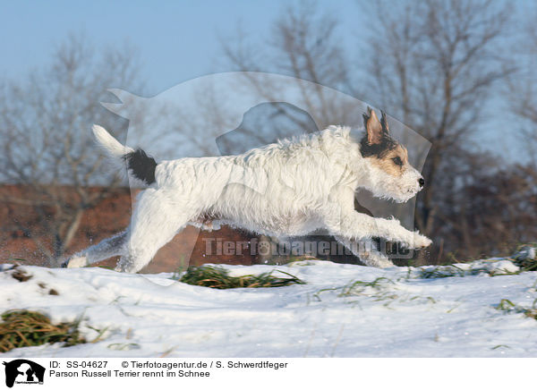 Parson Russell Terrier rennt im Schnee / Parson Russell Terrier runs in the snow / SS-04627