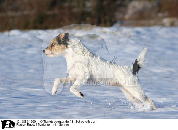 Parson Russell Terrier rennt im Schnee / Parson Russell Terrier runs in the snow / SS-04660