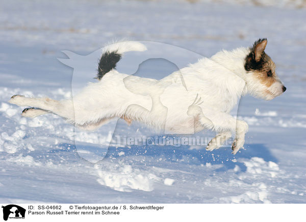 Parson Russell Terrier rennt im Schnee / Parson Russell Terrier runs in the snow / SS-04662