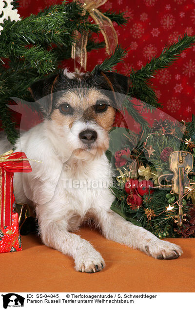 Parson Russell Terrier unterm Weihnachtsbaum / Parson Russell Terrier under christmas tree / SS-04845