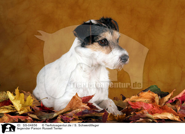 liegender Parson Russell Terrier / lying Parson Russell Terrier / SS-04856