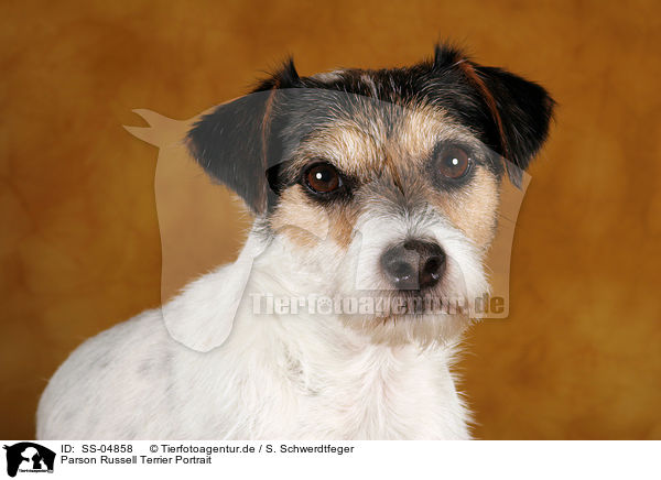 Parson Russell Terrier Portrait / SS-04858