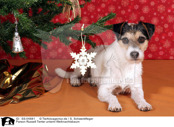 Parson Russell Terrier unterm Weihnachtsbaum / Parson Russell Terrier under christmas tree / SS-04881