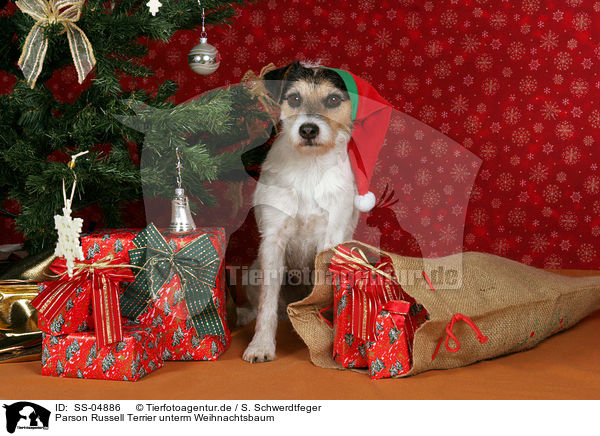 Parson Russell Terrier unterm Weihnachtsbaum / Parson Russell Terrier under christmas tree / SS-04886