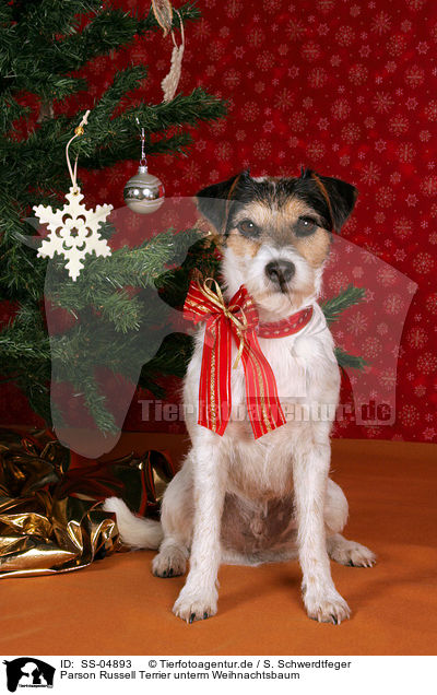 Parson Russell Terrier unterm Weihnachtsbaum / Parson Russell Terrier under christmas tree / SS-04893