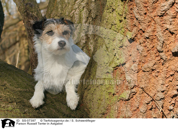 Parson Russell Terrier in Astgabel / SS-07397