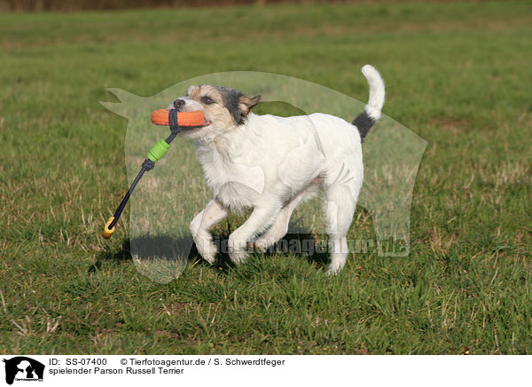 spielender Parson Russell Terrier / playing Parson Russell Terrier / SS-07400