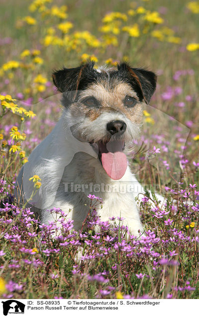 Parson Russell Terrier auf Blumenwiese / Parson Russell Terrier in flower field / SS-08935