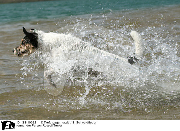 rennender Parson Russell Terrier / running Parson Russell Terrier / SS-10032