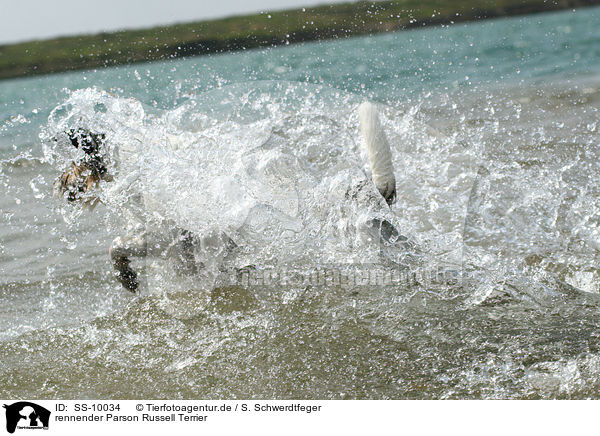 rennender Parson Russell Terrier / running Parson Russell Terrier / SS-10034