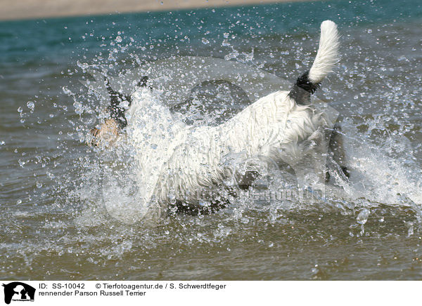 rennender Parson Russell Terrier / running Parson Russell Terrier / SS-10042