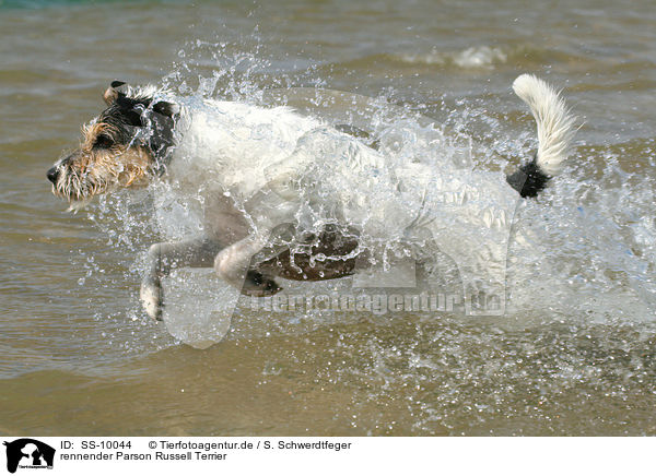 rennender Parson Russell Terrier / running Parson Russell Terrier / SS-10044