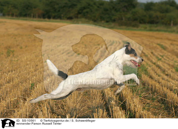 rennender Parson Russell Terrier / running Parson Russell Terrier / SS-10561