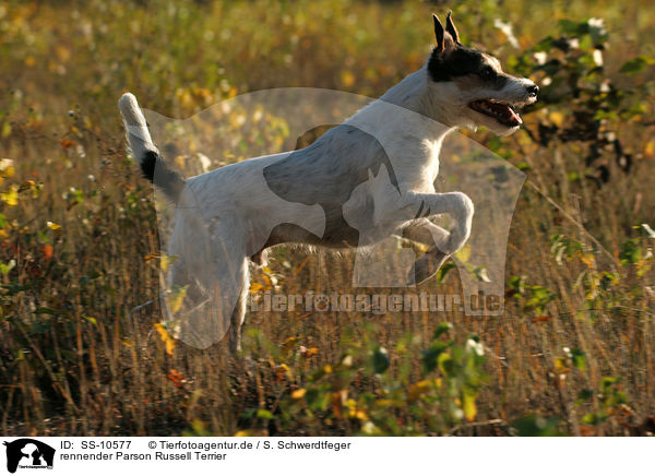 rennender Parson Russell Terrier / running Parson Russell Terrier / SS-10577