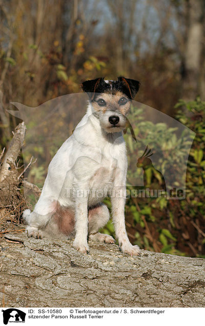 sitzender Parson Russell Terrier / sitting Parson Russell Terrier / SS-10580