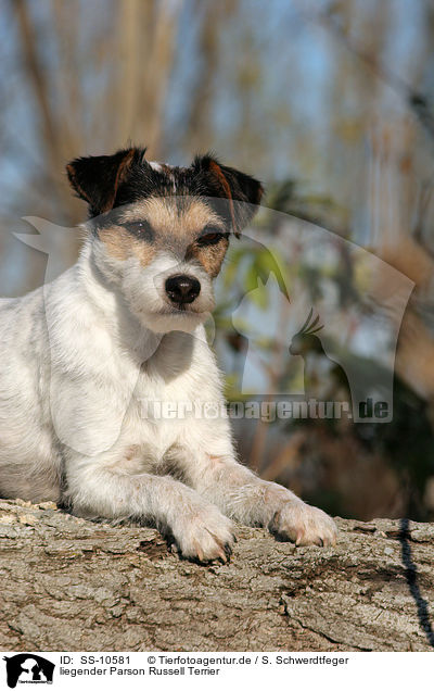 liegender Parson Russell Terrier / lying Parson Russell Terrier / SS-10581