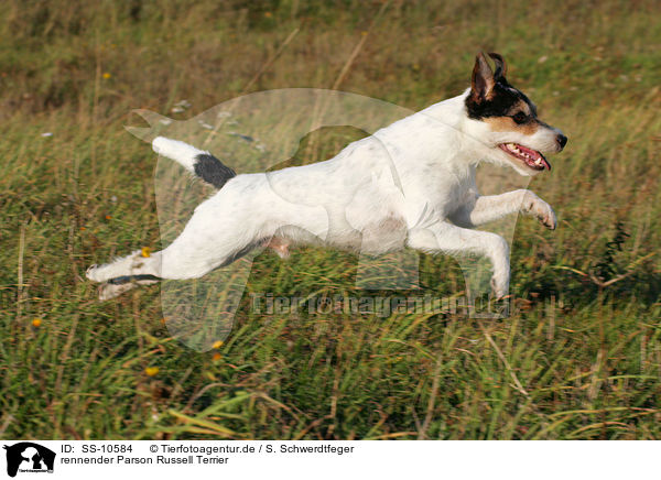 rennender Parson Russell Terrier / running Parson Russell Terrier / SS-10584