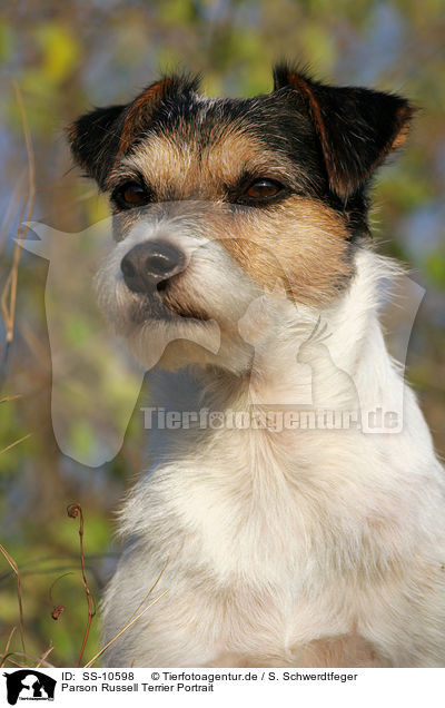 Parson Russell Terrier Portrait / Parson Russell Terrier Portrait / SS-10598