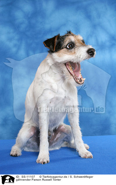 ghnender Parson Russell Terrier / yawning Parson Russell Terrier / SS-11107