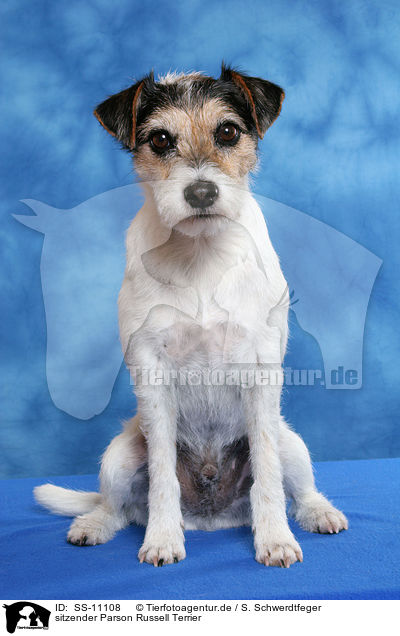 sitzender Parson Russell Terrier / sitting Parson Russell Terrier / SS-11108