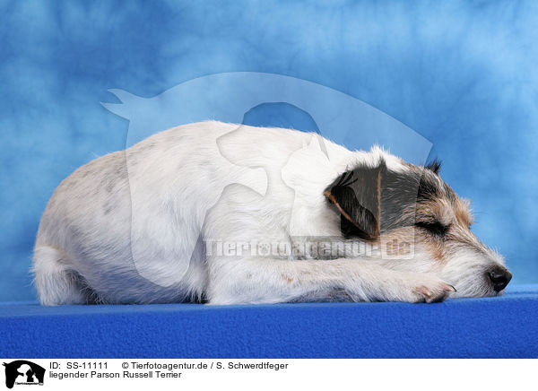 liegender Parson Russell Terrier / lying Parson Russell Terrier / SS-11111