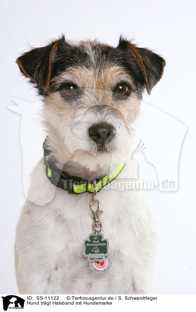 Hund trgt Halsband mit Hundemarke / dog is wearing collar / SS-11122