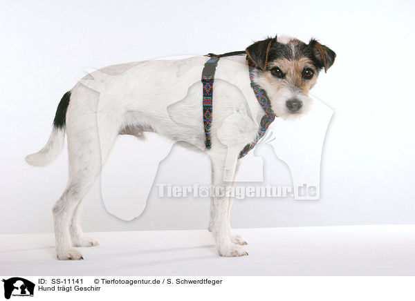 Hund trgt Geschirr / dog is wearing  dog harness / SS-11141