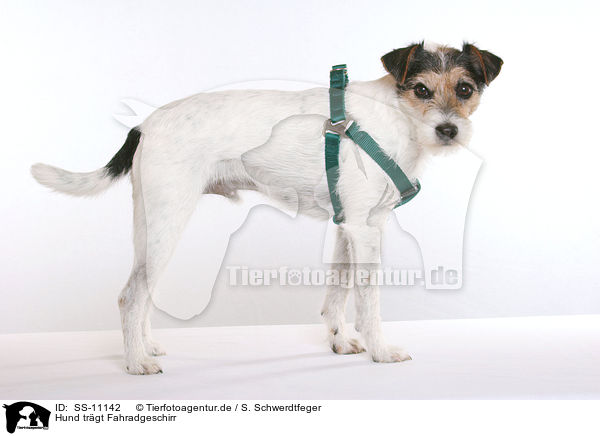 Hund trgt Fahradgeschirr / dog is wearing  dog harness / SS-11142