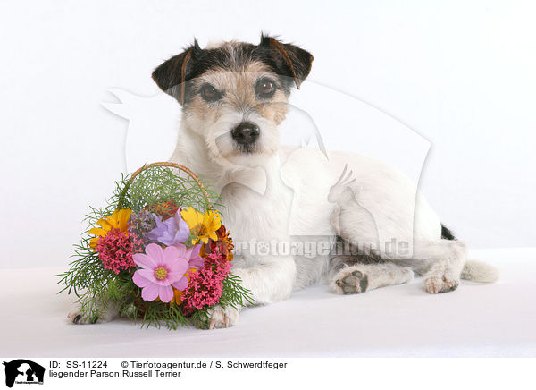 liegender Parson Russell Terrier / lying Parson Russell Terrier / SS-11224