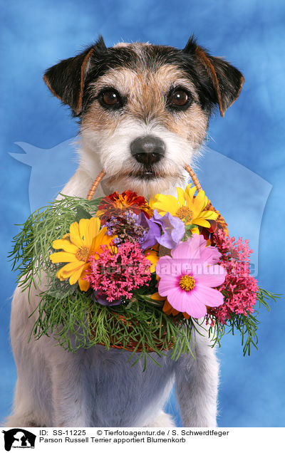 Parson Russell Terrier apportiert Blumenkorb / SS-11225